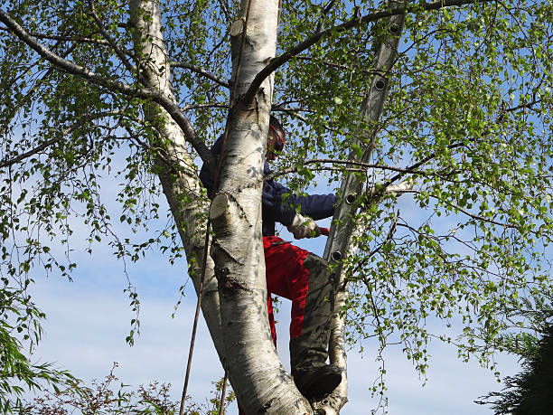 Professional Tree Care in Cobb Island, MD
